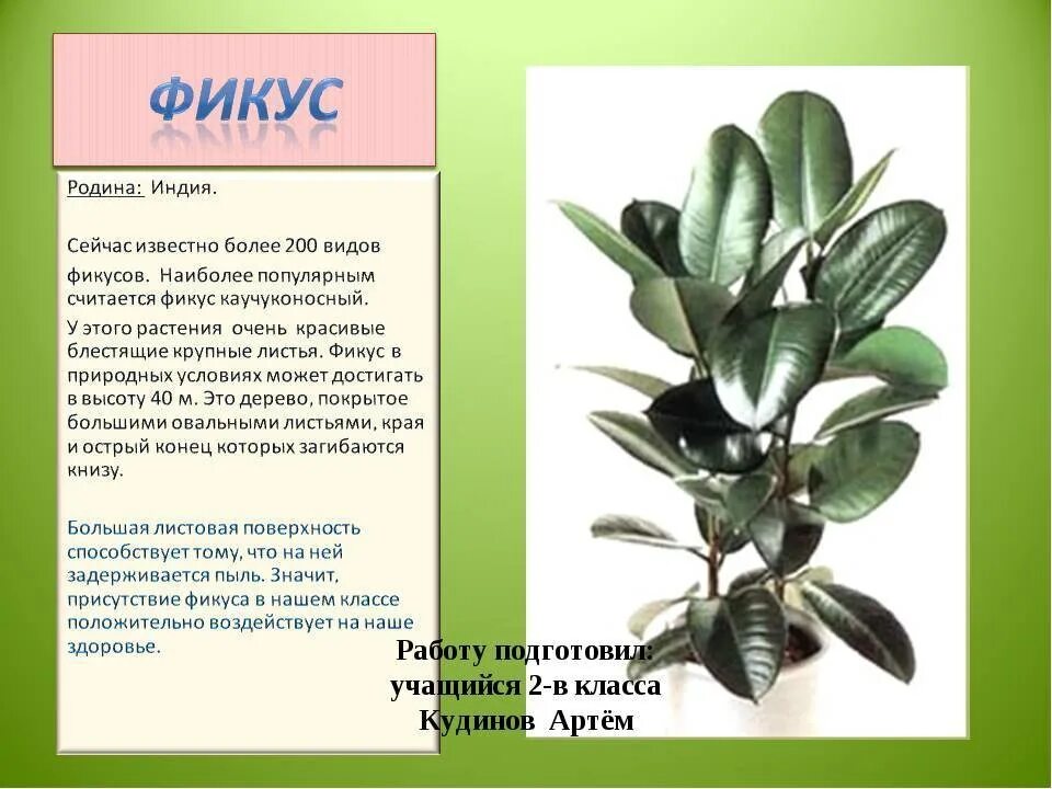 Традесканция комнатное растение. Откуда родом растения. Откуда родом растения. Откуда родом растения. Монстера крупнолистная.