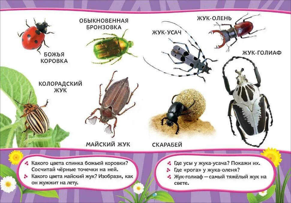 Название 1 жуков. Насекомые с названиями для детей. Картинки насекомых с названиями. Жуки с названиями для детей. Насекомые картинки для детей с названиями.