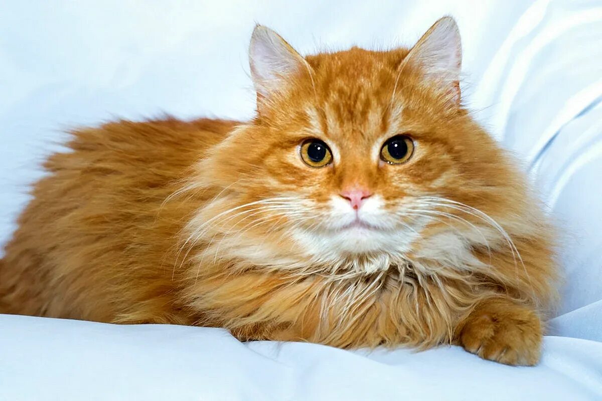 Рыжий длинношерстный Сибирский кот. Сибирская порода кошек рыжая. Сибирские коты рыжие. Сибирская кошка рыжая длинношерстная.