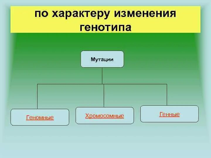 В результате изменения генотипа. Классификация мутаций по изменению генотипа. Мутации по характеру изменения. Классификация мутаций по характеру изменения генотипа. Мутации, классифицированные по характеру изменения генотипа.