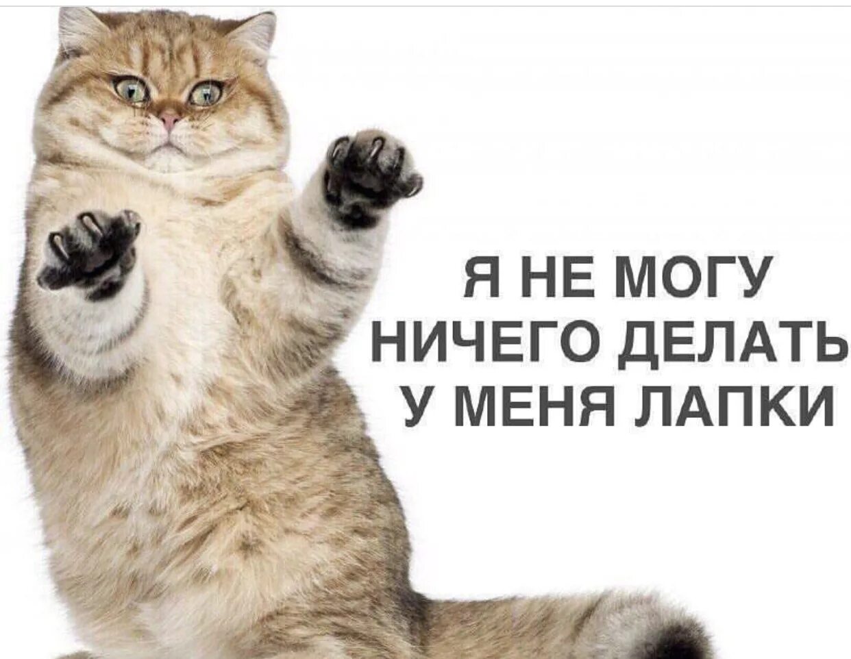 Не могу у меня лапки. Я не могу у меня лапки. У меня лапки Мем. Я котик у меня лапки. Не хочу ничего узнавать