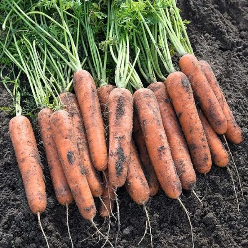 Frozen Carrots(id:9472295). Buy China IQF carrot vegetable, frozen radish, froze
