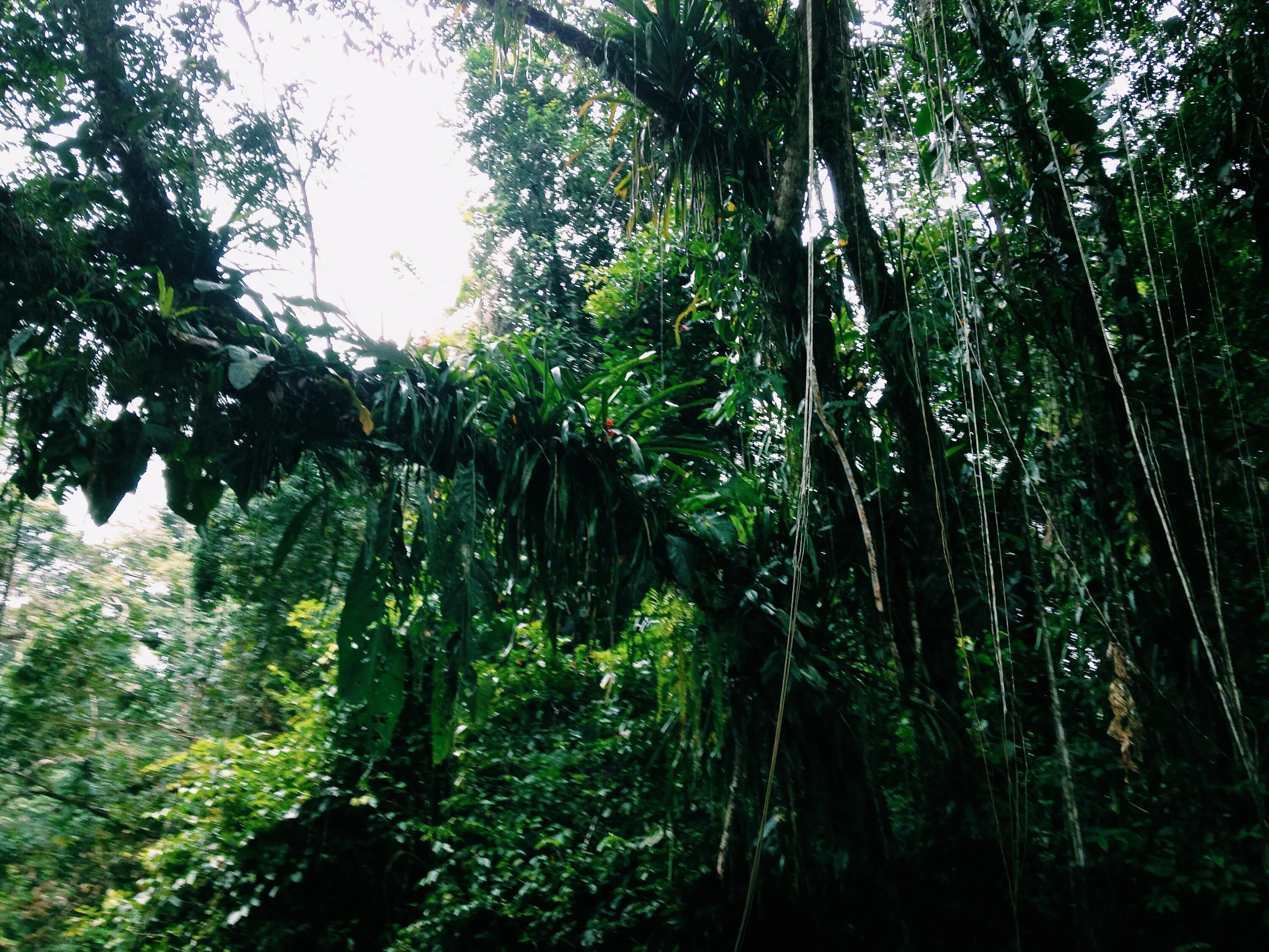 Джунгли содержание. Хейзен одел инстинкт выживания. Фильм про джунгли 2021 с дуэйном джонсоном. Дариэн гэп. Джунгли содержание.