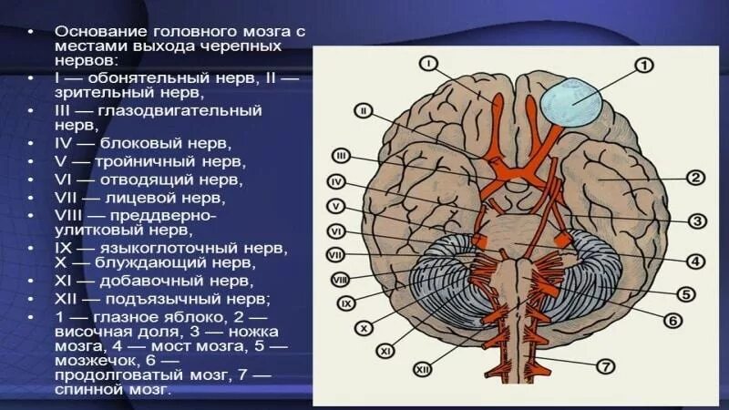 Черепные нервы человека относят к. Головной мозг и Черепные нервы анатомия. Выход черепных нервов анатомия. Основание головного мозга и места входа Корешков черепных НЕРВОО. Основание головного мозга, выход 12 пар черепных нервов.