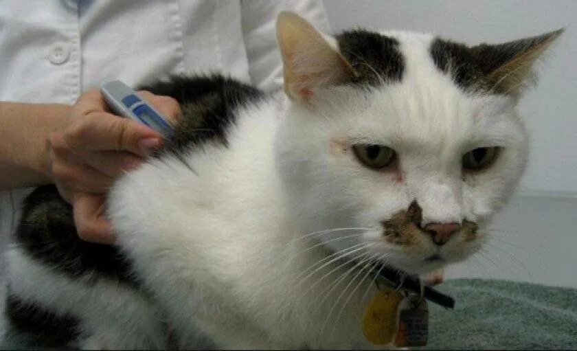 Проявление токсоплазмоза у кошек. Кошачья болезнь токсоплазмоз. Токсоплазмоз у кошек симптомы. Токсоплазмоз у кошек симптомы. Токсоплазмоз у кошек симптомы.