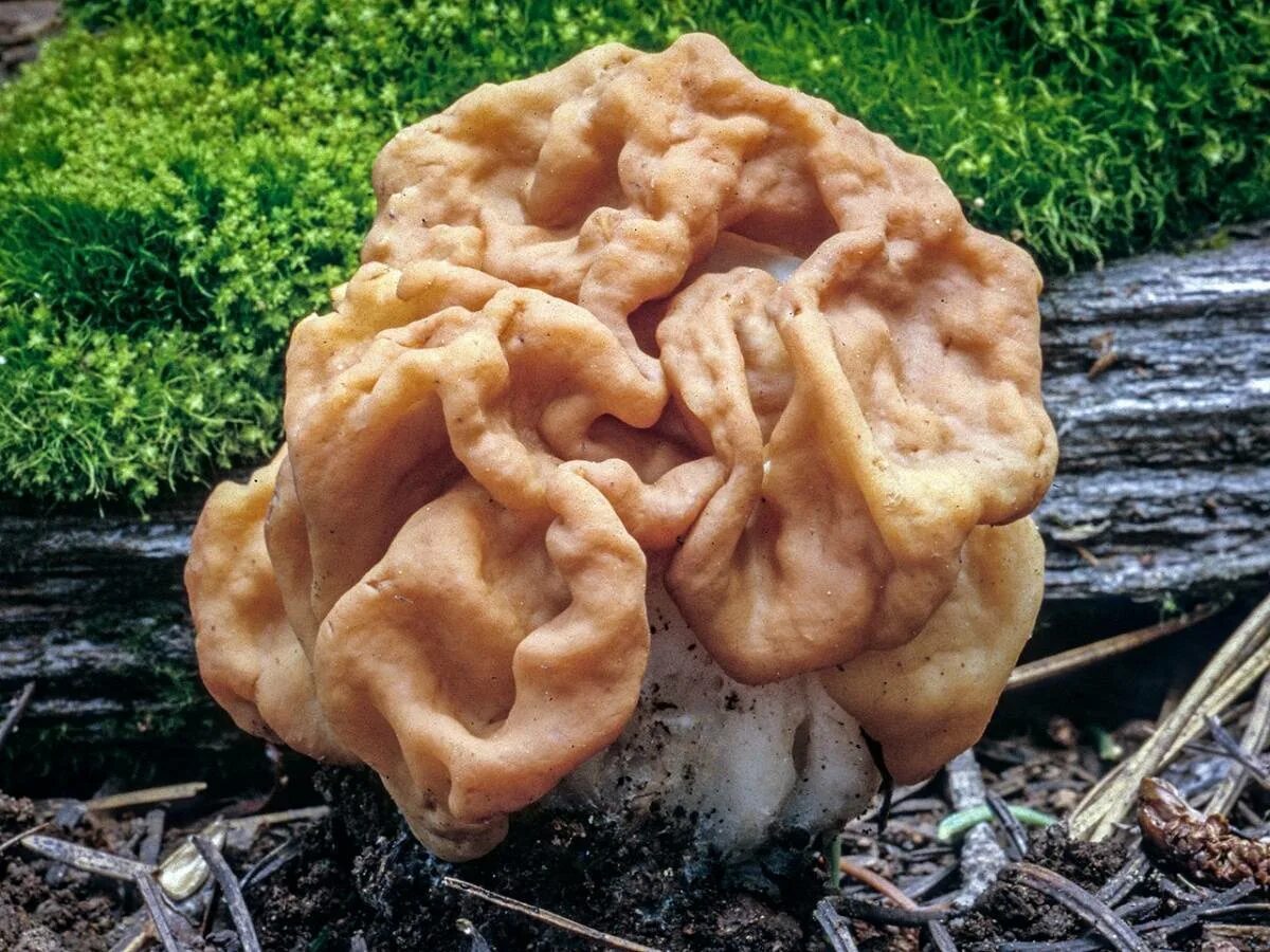 Гриб строчок и сморчок. Строчок гигантский — Gyromitra Gigas.. Гриб строчок обыкновенный. Строчок обыкновенный ядовитый гриб. Фото сморчков и строчков