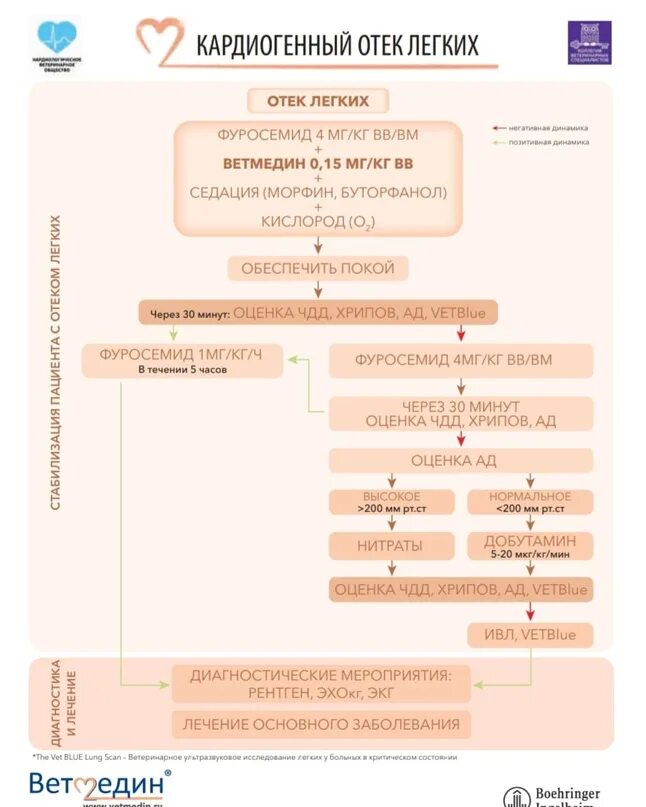 Алгоритм при отеке легких