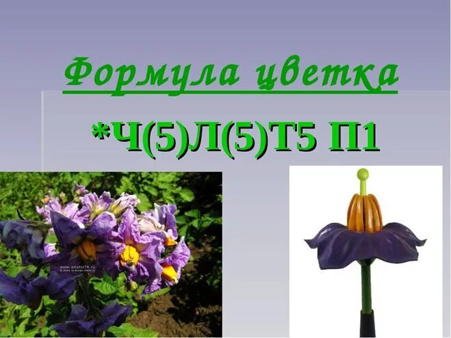 Ч5л5т5 5п5. Формула цветка. формула цветка фиалки. формула цветка сенполии. ч5л5т5п1 семейство.