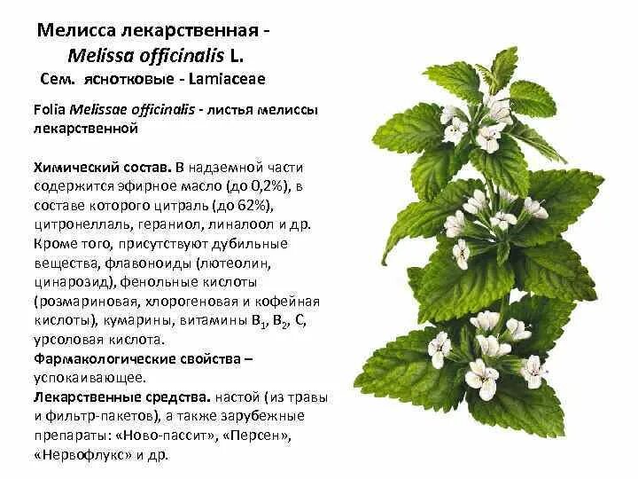 Мята перечная показания. Мяты перечной листья инструкция. Настойка перечной мяты состав. Настойка мяты перечной инструкция. Мята перечная лекарственное растение.