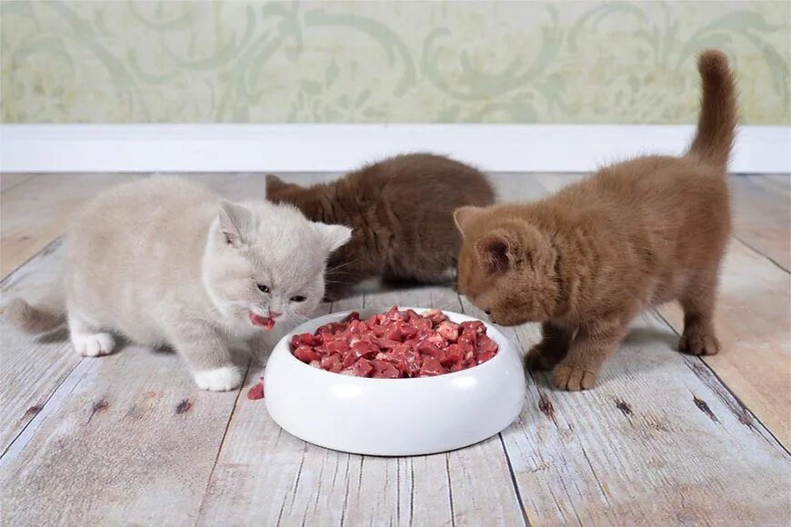 Котенок ест. Натуральная еда для котят. Питание кошек. Как кормить котенка кормом