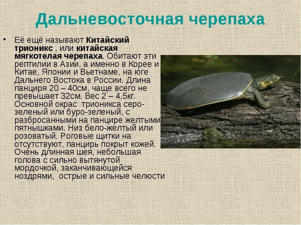 Рептилия которая занесена в международную красную книгу
