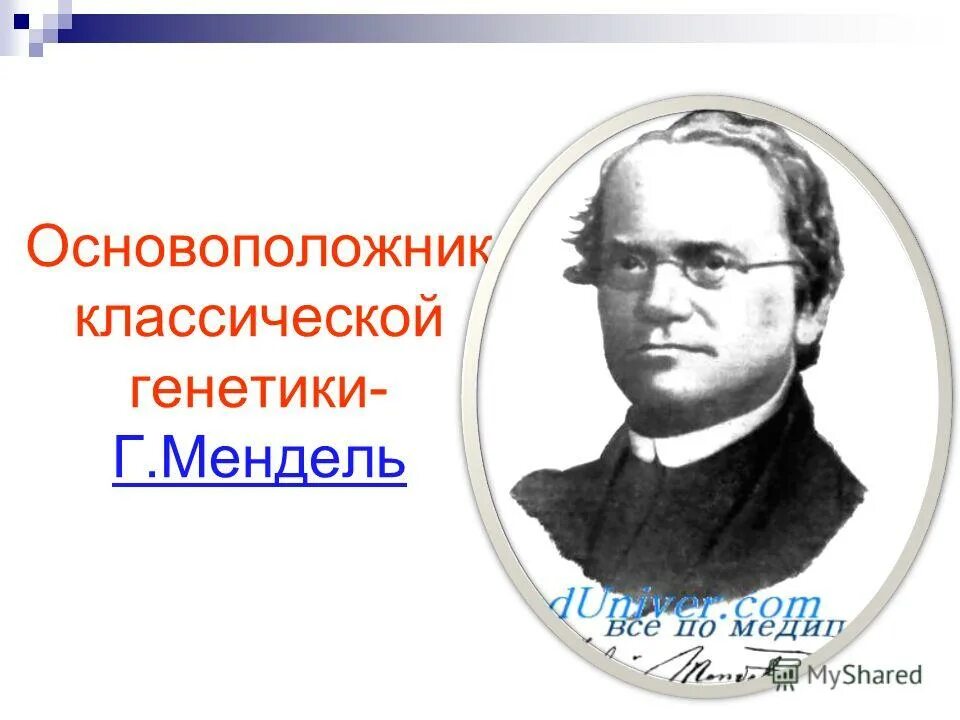 Создатель генетики. Г Мендель основоположник генетики. Мендель это основоположник науки генетика. Грегор Мендель основоположник генетики являлся. Мендель основоположник генетики кратко.