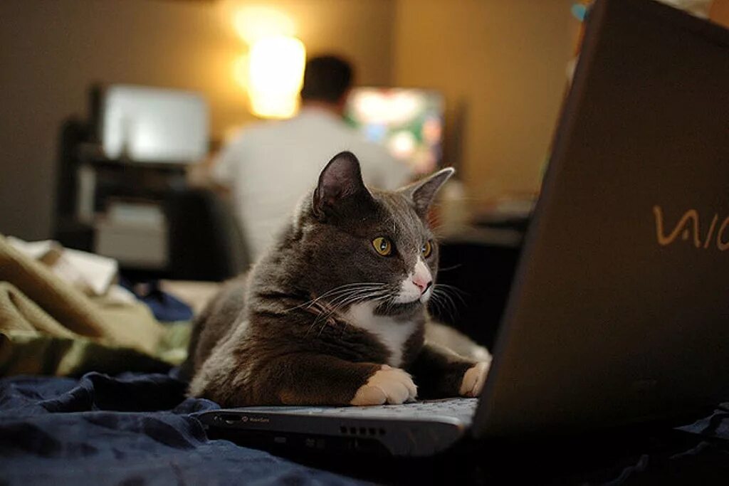 Кошка работает