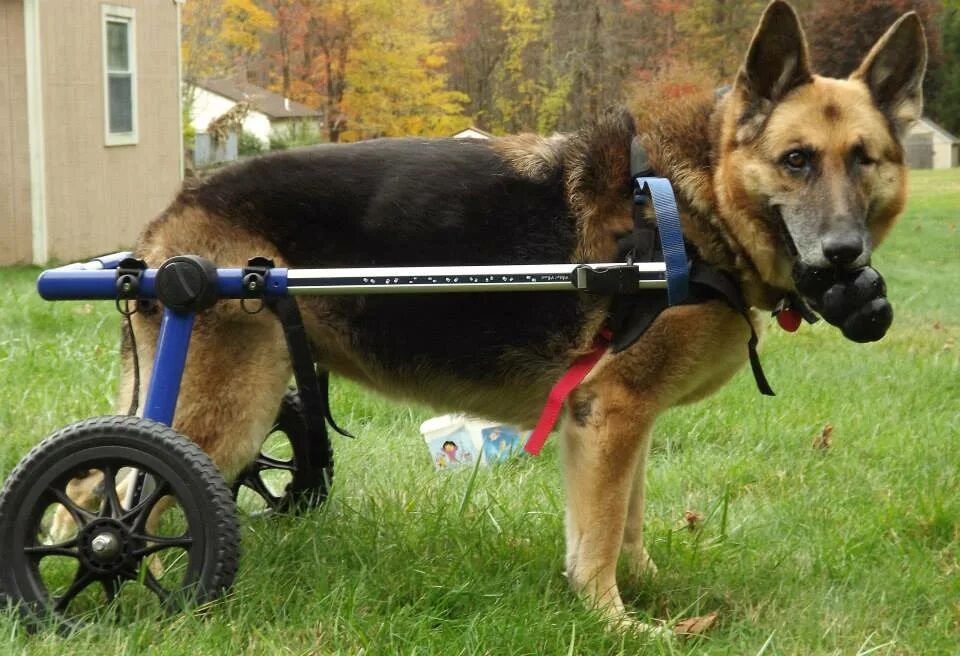 Коляска для собак на задние лапы. Инвалидная коляска для собак Walkin Wheels. Тележка для собаки инвалида. Коляски для собак инвалидов крупных пород. Коляска для задних лап собаки.