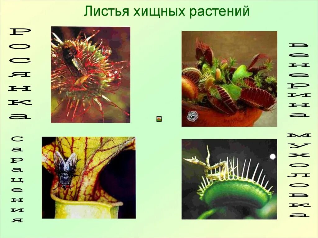 Ловчие листья имеются у. Венерина мухоловка видоизменение листьев. растения хищники ловчие листья. видоизменение листьев хищных растений. лист видоизменения листа хищные растения.