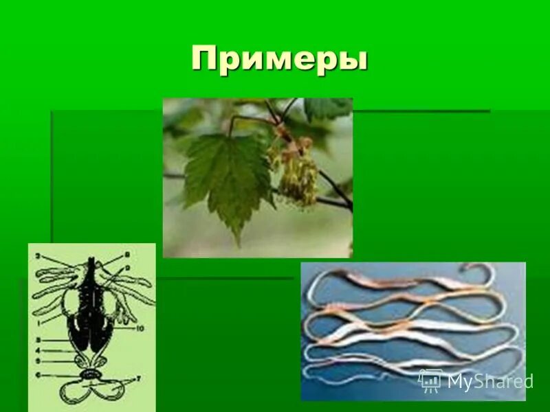 5 дегенерация. Дегенерация у растений. Общая дегенерация примеры. Общая дегенерация у растений. Примеры дегенерации у животных.