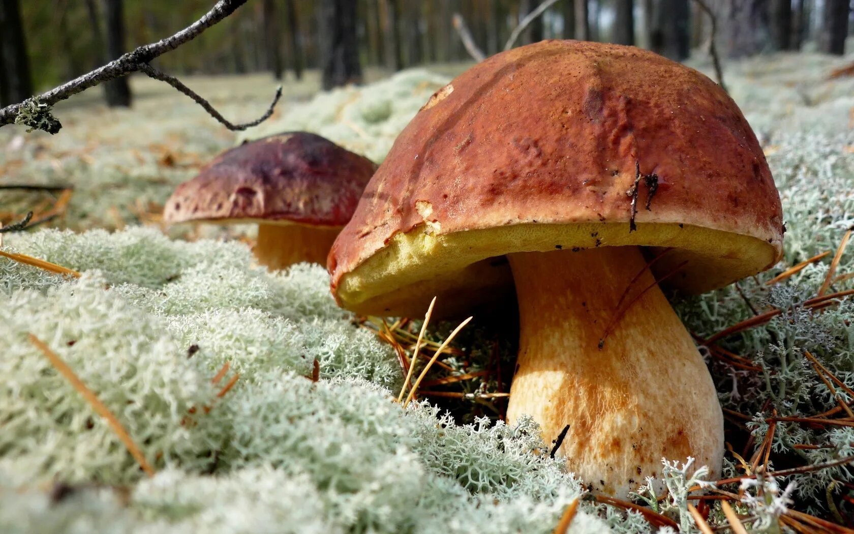 Канадский Боровик гриб. Боровик гриб во мху. Болетус гриб. Гриб Боровик осень. Белый гриб в природе
