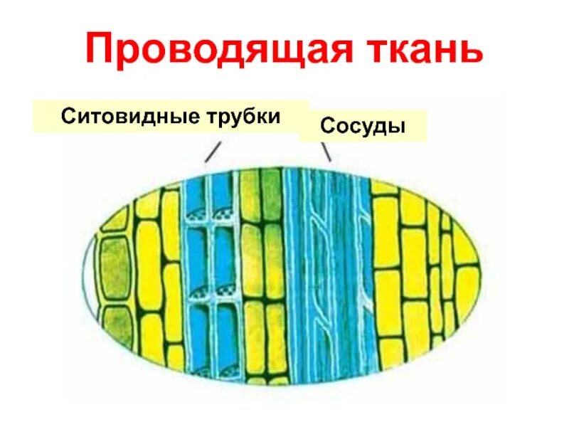 Живые клетки проводящей ткани. Проводящая ткань растений ситовидные трубки. Сосуды и ситовидные трубки растений. Сосуды и ситовидные трубки растений рисунок. Проводящая ткань сосуды и ситовидные трубки.