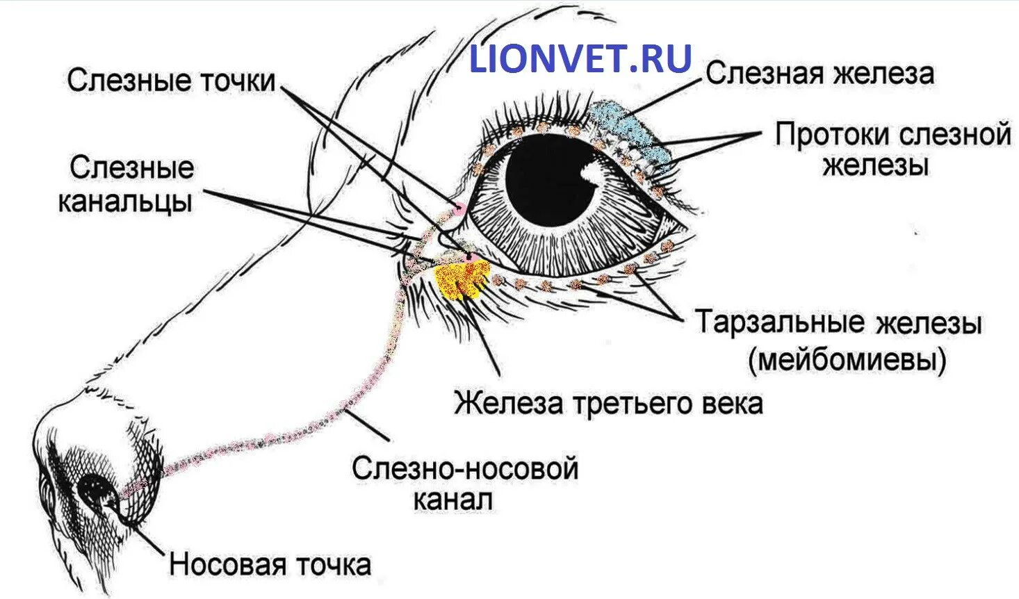 На рисунке пронумерованы структуры глаза млекопитающего. Строение глаза собаки схема. строение глаза слезная железа. строение слезной железы анатомия. слезная железа у собаки анатомия.