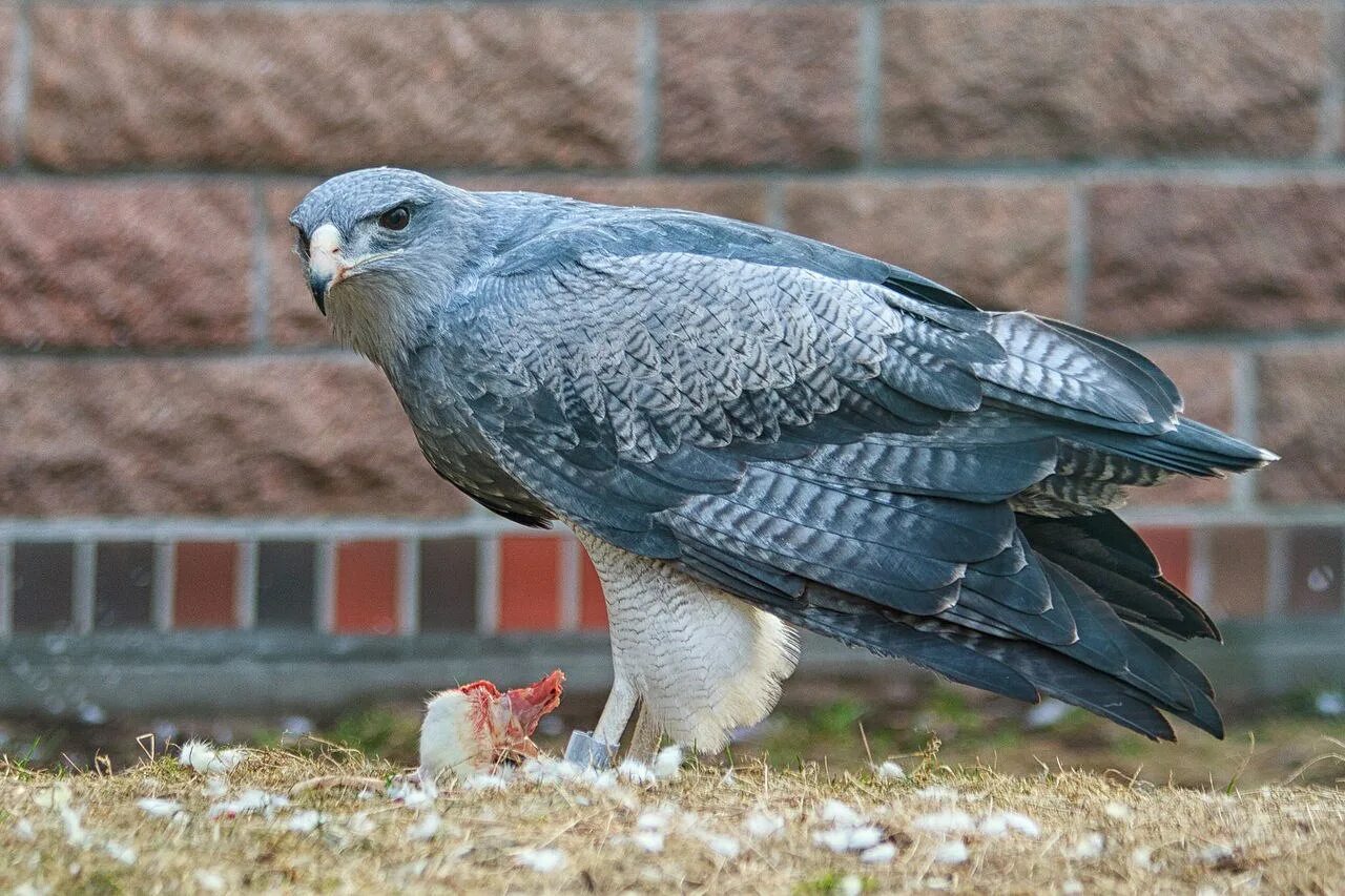 Geranoaetus melanoleucus. Орлиный канюк. Агуйа птица. Черногрудый канюк. Хищные птицы серого цвета