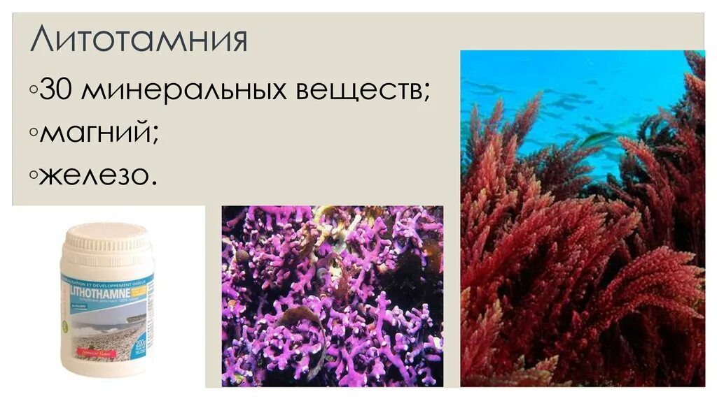 Водоросли в аптеке. Литотамнион водоросли. Литотамния водоросль. Порошок ЛИТОТАМНИИ. Бурые водоросли в медицине.