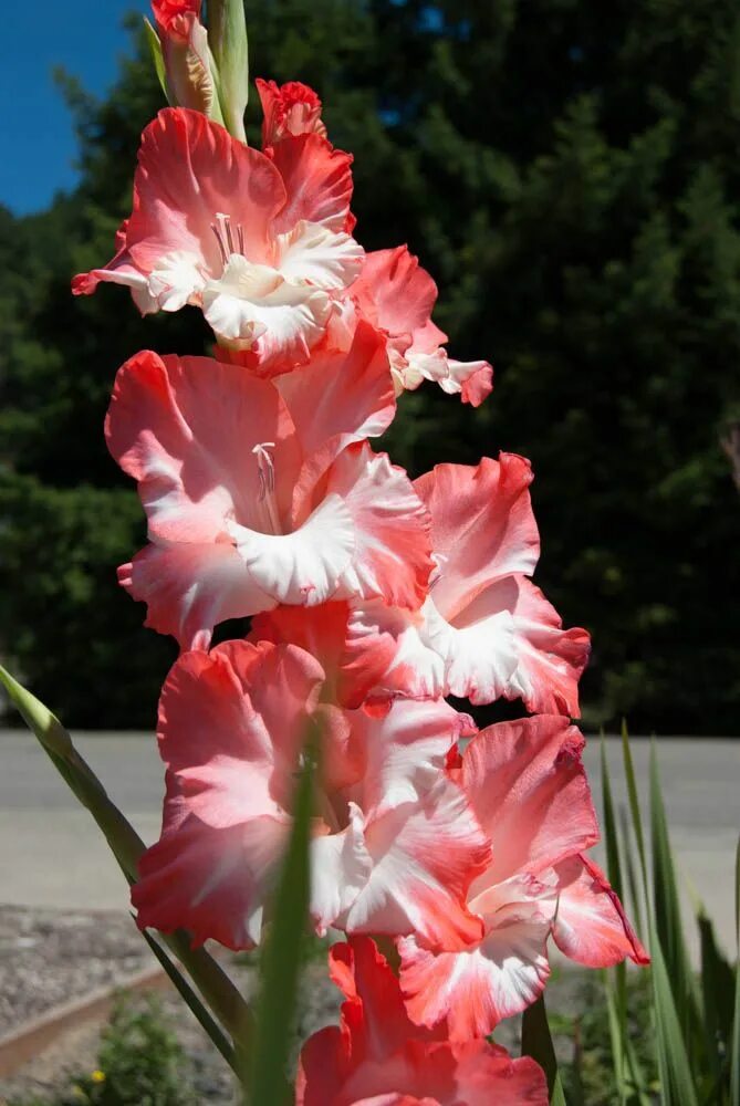 Гладиолус Пинк. Гладиолус Pink Lady. Гладиолус Gladiolus Pink. Гладиолус Conca d'or. Сорт гладиолусов посвященный гагарину