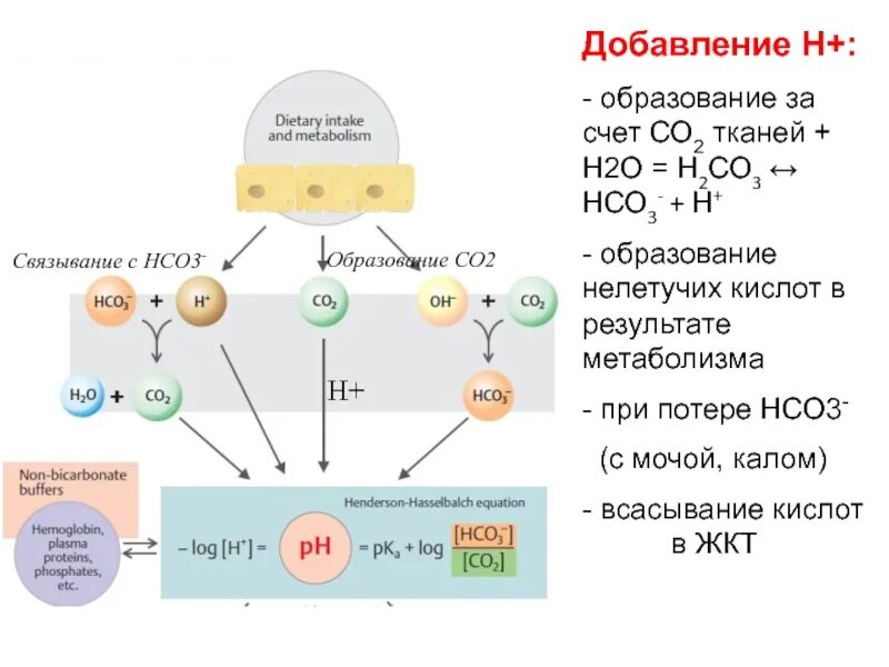 С2н3о2. Схема образования h2o. Образование со2. Механизм образования h2o. Са нсо3