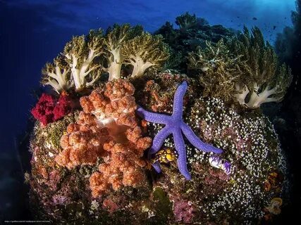 Морские животные и растения