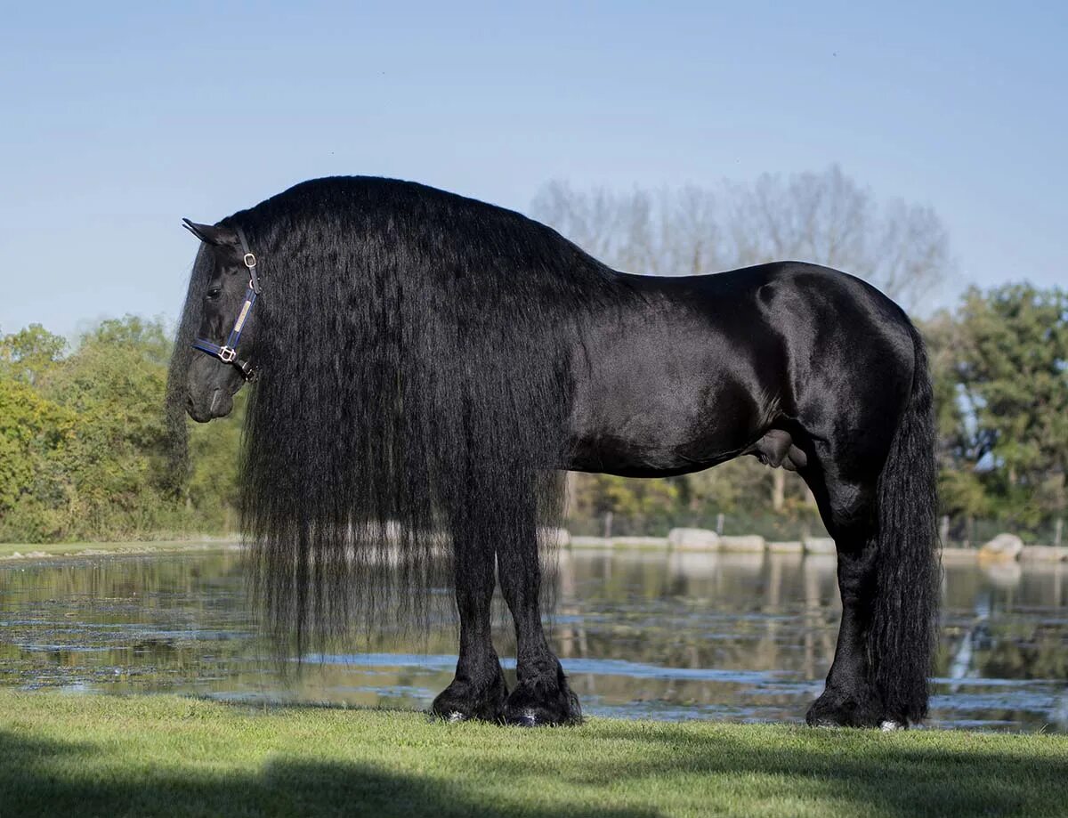 Итальянский мастиф кане-корсо. Картинки на обои лошади. Кск golden horse, таганрог. Кони хорса. Порода собак хорса хани.