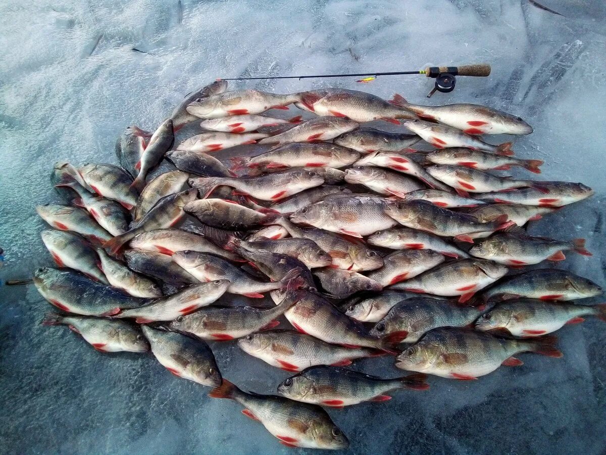 Рыбалка. Рыбалка зимой в Подмосковье. Рыбачье место. Зимняя рыбалка в Рязани.