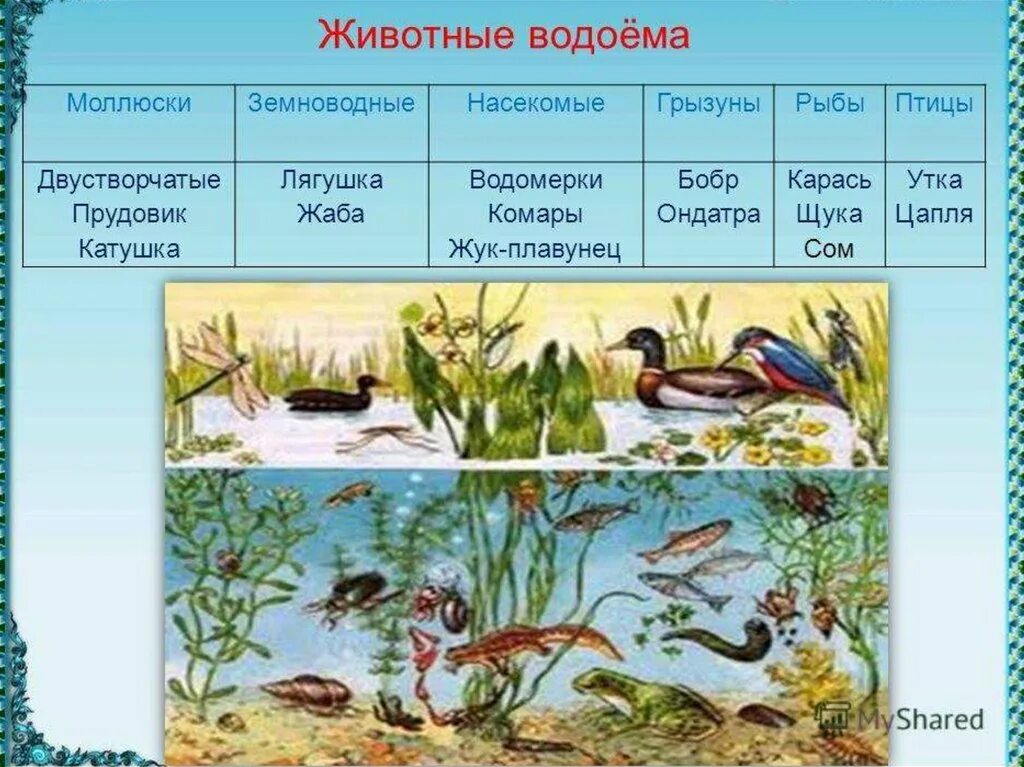 Группы водных организмов таблица. Животные водоемов. Природное соощество пресный водоём. Животный мир пресных водоемов. Животные пресных водоемовмов.