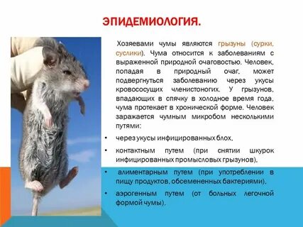 Чума относится к