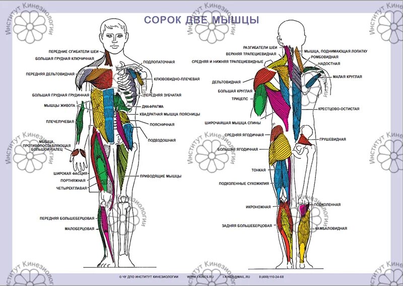 Практическая кинезиология. Плакаты Прикладная кинезиология. Прикладная кинезиология схемы. Мышцы кинезиология.