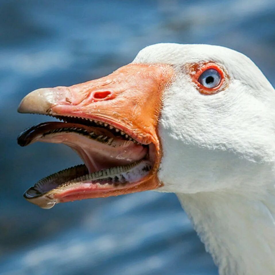 Зубы у птиц