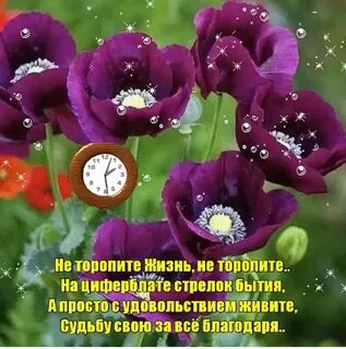 Не торопитесь жить