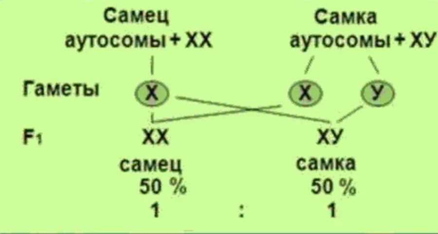 Разные пары аутосом. Хромосомный набор гамет. Самец и самка дрозофилы гаметы. Женский пол у бабочек гаметы. Отличие хромосомного набора самца от набора самки