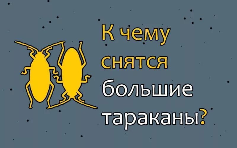 К чему снится таракан женщине большой один. К чему снится видеть тараканов. К чему снятся тараканы женщине. Сонник-толкование снов тараканы.