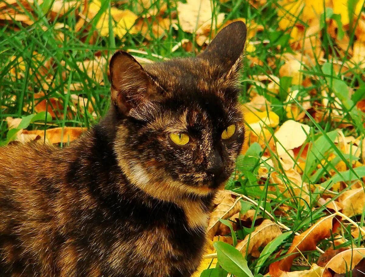 Рыжий черепаховый кот