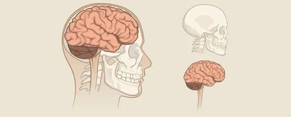 Расположение мозга в черепной коробке человека. Мозг человека внутри черепа. Мозги без черепа