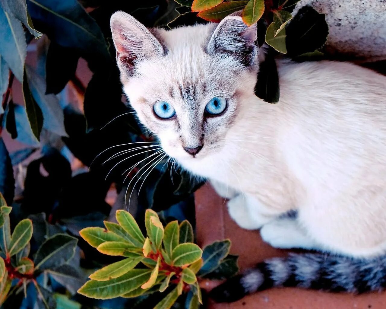 Редкие цвета кошек. Сиамская кошка пятнистая. Акринская порода кошек. Мраморная Сиамская кошка. Тайский пятнистый сиамский кот.