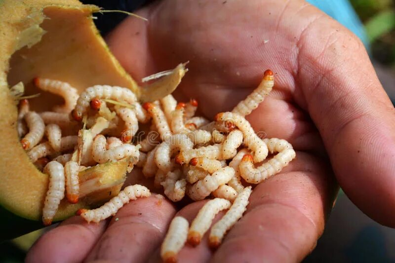 Кормление личинок. Кормление личинок. Кормление личинок. Маточник пчелиный. Личинки из осиного гнезда.