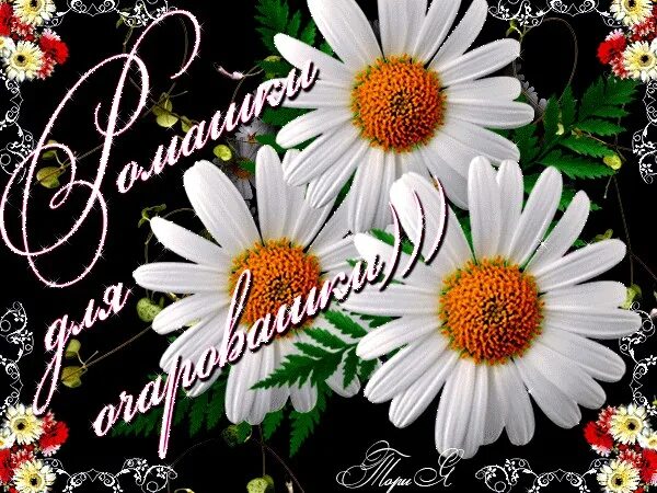С днём рождения ромашки. Поздравление с ромашками. Букет ромашек с днем рождения. Поздравительные открытки с днем рождения с ромашками. Открытка с др ромашки.