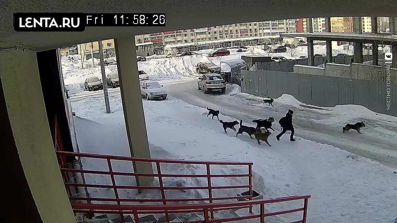 Стая собак напала на ребенка в Башкирии. Стая собак напала на человека. Стая бездомных собак напала на ребенка в центре Уфы.