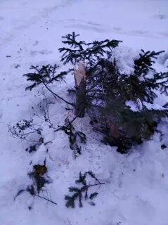 Лесничество спб срубить елку