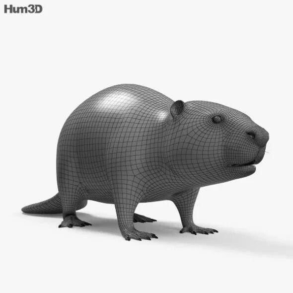 Heaviest animal. Beaver 3d. Beaver 3d model. 3d модель бобра. 3д моделька бобра.