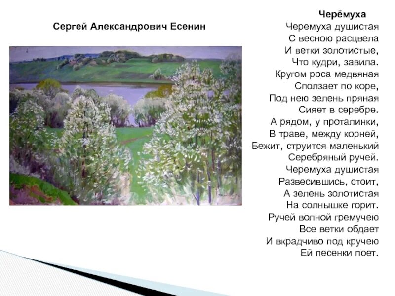 Стихотворение про весну есенин. Черёмуха Есенин 3 класс литературное чтение стихотворения. Стихотворение Есенина черемуха. Черемуха Есенин стихотворение.