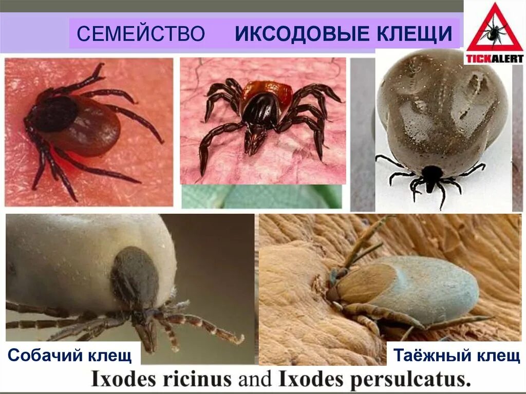 Как отличить клеща от других насекомых