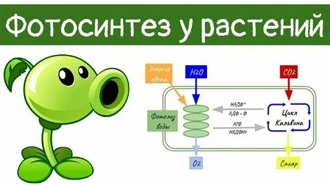 Фотосинтез это процесс происходящий в зеленых