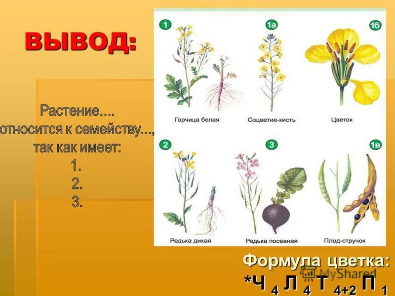 Соцветие крестоцветных цветков