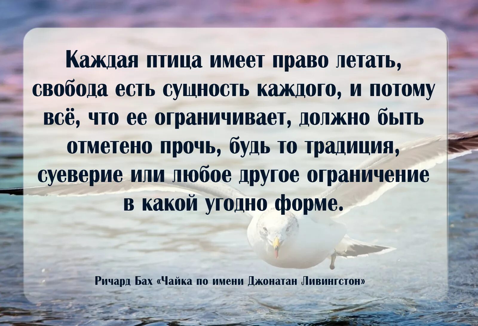 Произведения в которых есть свобода. Чайки высказывания. Высказывания про чаек. Цитаты из Чайки по имени Джонатан. Цитаты о Чайках.